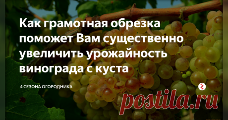 Как грамотная обрезка поможет Вам существенно увеличить урожайность винограда с куста Когда проводить обрезку винограда. Как правильно обрезать виноград. Рекомендации опытных виноградарей