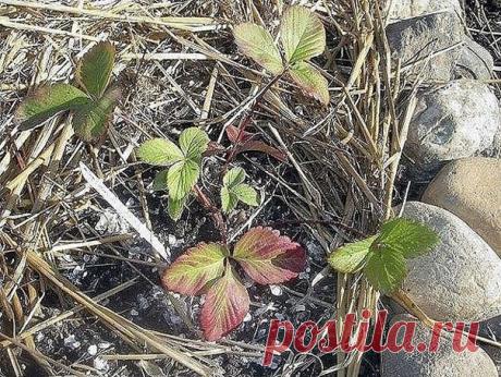 Запись на стене ЧЕМ ПОДКОРМИТЬ КЛУБНИКУ ПОСЛЕ СБОРА УРОЖАЯ  Сохраните, чтобы не потерять&#33;  Осень – важная пора, во время которой земляника садовая делает запасы питательных веществ на зиму. От степени ее насыщения зависит, сможет ли клубника перенести морозы. Поэтому вариантов подкормки о..