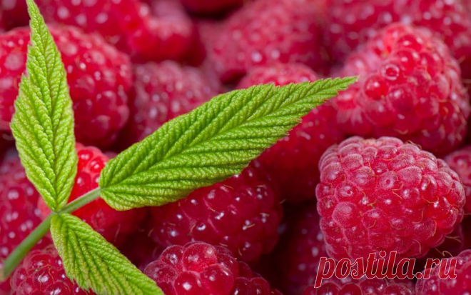 ВЕСЕННИЙ УХОД ЗА МАЛИНОЙ