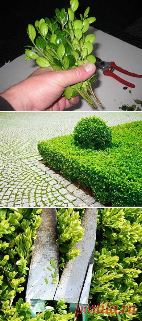 Советы огородникам и садоводам.