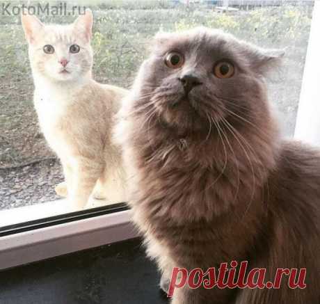 Кот внезапно осознал, что он не не единственный во Вселенной