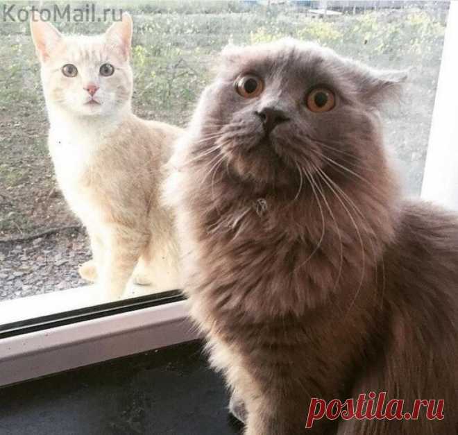 Кот внезапно осознал, что он не не единственный во Вселенной