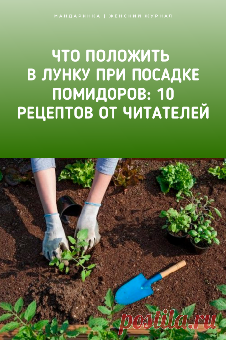 Что положить в лунку при посадке помидоров: 10 рецептов от читателей