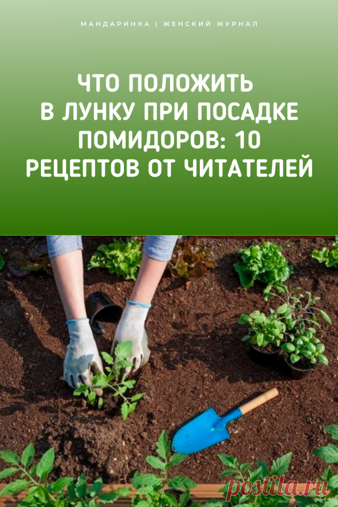 Что положить в лунку при посадке помидоров: 10 рецептов от читателей