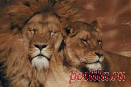 Lions of Africa and India — Animal Kingdom