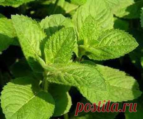 Мелисса лимонная - лекарственная трава: полезные свойства и применение Мелисса лимонная - лекарственная трава, ближайший родственник мяты. Полезные свойства обусловлены содержанием эфирных масел и дубильных веществ и комплекса витаминов.