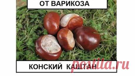 Конский каштан от варикоза и тромбофлебита