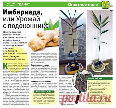 Как вырастить имбирь на подоконнике