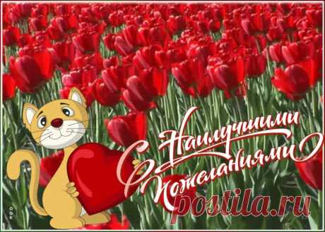 Открытка с тюльпанами с котиком