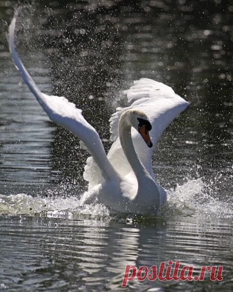 <3<3 Elena <3<3 | birds
