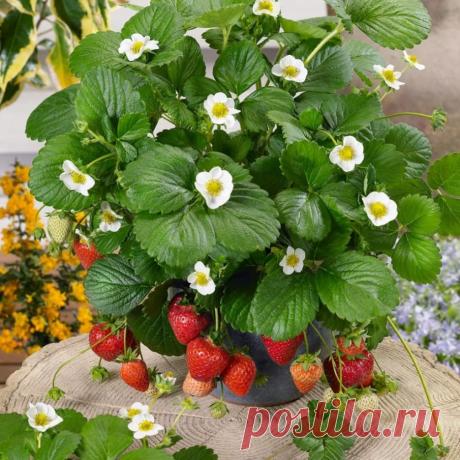 Как выростить клубнику на подоконнике