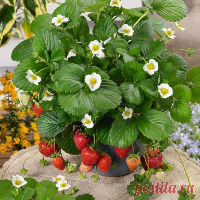 Как выростить клубнику на подоконнике
