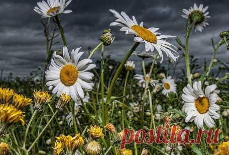 Wallpaper field, flower, dandelion, daisy, plant desktop wallpaper » Nature » GoodWP.com