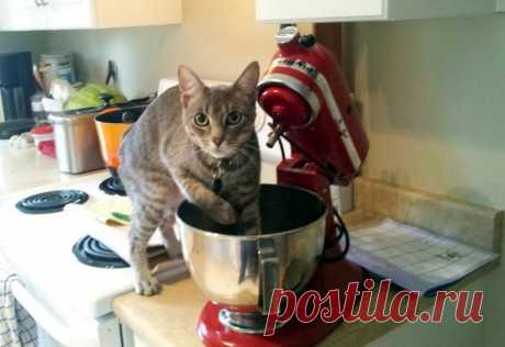 Коты, которые попались на месте преступления