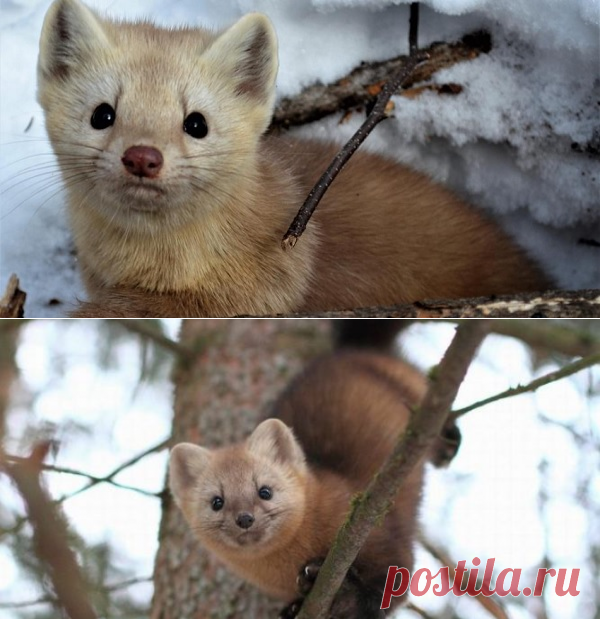 Рассказ охотника: воинствующий соболь или право на жизнь
С вечера Анатолий утрамбовал в гильзы порох, дробь среднего калибра, потом снял со стены свою старенькую «тулку», глянул в стволы, начищенные до блеска, выпил чаю и лег спать. Даже новости по телеку не стал смотреть. Лег спать, чтобы скорей наступило утро.

С утра пораньше охотник отправился в зимний лес. Путь туда был неблизкий, поэтому едва забрезжил рассвет, Анатолий в сопровождении своих двух собак Полкана и Найды двинулся в путь.