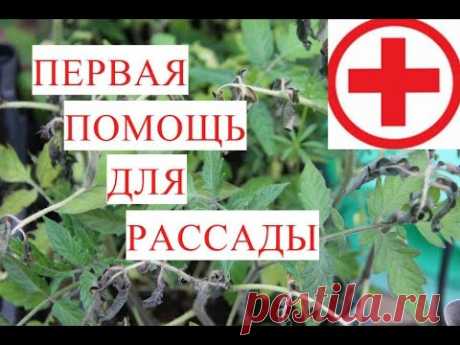 ШОК! Я Осталась без Рассады?! Первая Помощь для Рассады при Заморозках. - YouTube