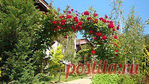 Арка для роз | Дача - впрок