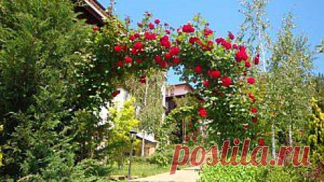 Арка для роз | Дача - впрок