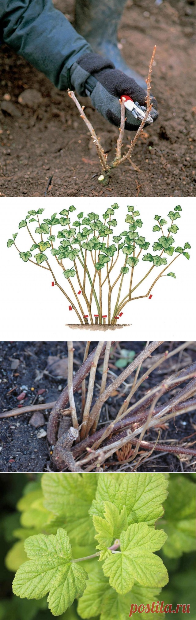 Как правильно омолодить кусты смородины? Омолаживающая обрезка осенью. Фото — Ботаничка.ru