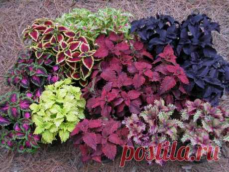 Колеус - "комнатная крапивка"!
