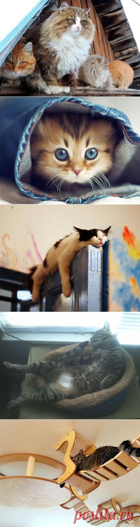 Необычная колония рыжих под Барнаулом • НОВОСТИ В ФОТОГРАФИЯХ