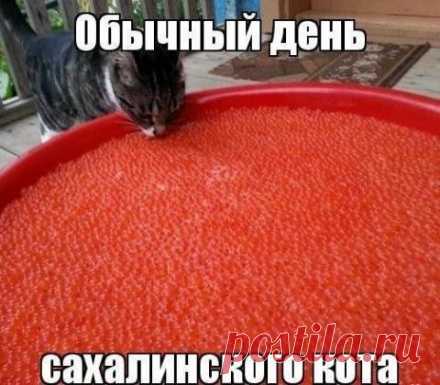 В продовольственном магазине нашли новорождённого котика. И вот что было дальше...