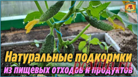 Самые простые и натуральные подкормки для огурцов из пищевых отходов и продуктов, которые повысят урожайность