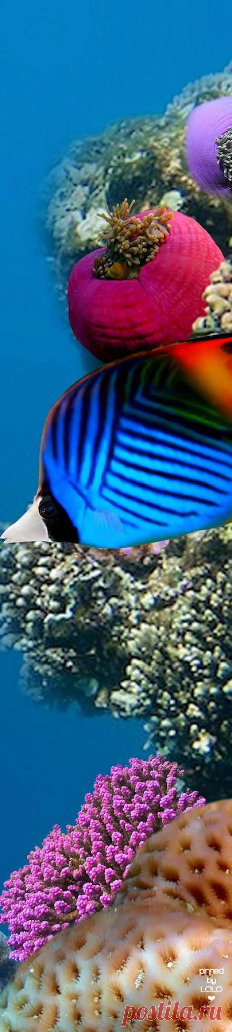 (307) Pinterest