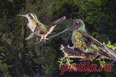 Необычайные события из мира природы в итогах фотоконкурса BigPicture Natural World Photography 2021  🌎
🐊 В Южной Америке обитает редкий вид крокодилов — сетчатый кайман.
Его отличительной чертой является рисунок на коже, напоминающий шахматную доску.
🦎 В Новой Зеландии есть птицы, которые питаются яйцами.
Они вылупляются из яиц, а не откладывают их.
В случае опасности они взлетают и прячутся в ветвях деревьев.
Яйца оставляют птицам, живущим в лесу.
Это единственный вид птиц, который питается я…