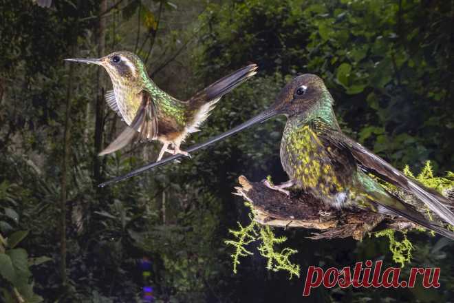 Необычайные события из мира природы в итогах фотоконкурса BigPicture Natural World Photography 2021  🌎
🐊 В Южной Америке обитает редкий вид крокодилов — сетчатый кайман.
Его отличительной чертой является рисунок на коже, напоминающий шахматную доску.
🦎 В Новой Зеландии есть птицы, которые питаются яйцами.
Они вылупляются из яиц, а не откладывают их.
В случае опасности они взлетают и прячутся в ветвях деревьев.
Яйца оставляют птицам, живущим в лесу.
Это единственный вид птиц, который питается я…