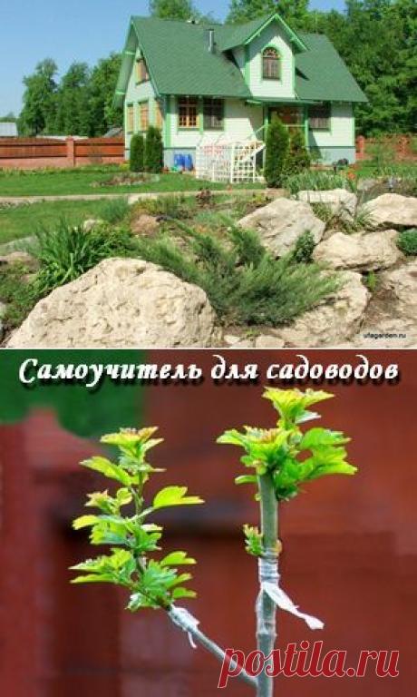Прививка за кору | Дачная жизнь - сад, огород, дача