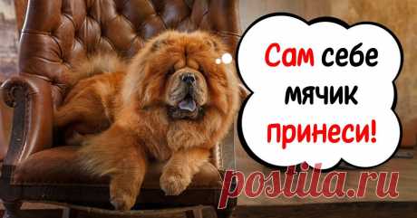 Какие породы собак плохо поддаются дрессировке | Полезные советы на все случаи жизни