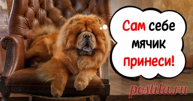 Какие породы собак плохо поддаются дрессировке | Полезные советы на все случаи жизни