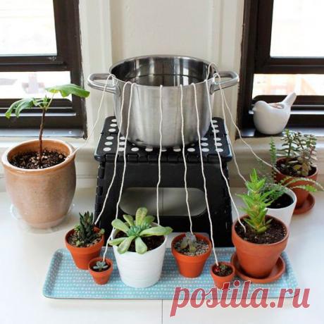 Полив. Полив комнатных растений во время отпуска. Вода играет очень важную роль в жизни растений. Кроме того, с ее помощью в растение поступают жизненно важные для него питательные вещества. Ведь корни растения могут усвоить минеральные удобрения, содержащиеся в почве, только когда они растворяются водой. Очень важно суметь обеспечить нужное количество влаги, так как недостаток ее не более опасен, чем избыток.