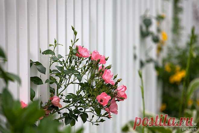 welcome to Viktoria's Pictures - Flowers/ Plants, and Gardens