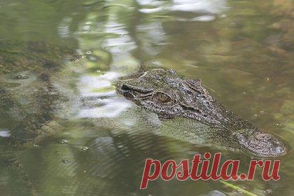 Брат голыми руками схватил крокодила за челюсти и спас девятилетнюю сестру. Брат в Намибии спас девятилетнюю сестру, на которую напал крокодил. Рептилия схватила девочку, когда она вместе с братом пошла за водой. Юноша бросился на помощь и голыми руками схватил рептилию за челюсти. Ему удалось высвободить девочку. Пострадавшую госпитализировали, ее состояние оценивается как стабильное.