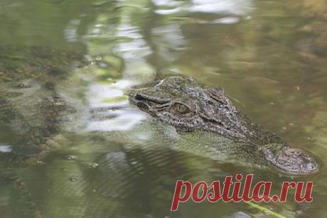 Брат голыми руками схватил крокодила за челюсти и спас девятилетнюю сестру. Брат в Намибии спас девятилетнюю сестру, на которую напал крокодил. Рептилия схватила девочку, когда она вместе с братом пошла за водой. Юноша бросился на помощь и голыми руками схватил рептилию за челюсти. Ему удалось высвободить девочку. Пострадавшую госпитализировали, ее состояние оценивается как стабильное.