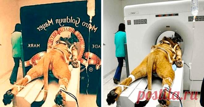 27 знаменитых фото, которые оказались обычным фотошопом - Все самое интересное! С появлением графических редакторов каждый может почувствовать себя волшебником, меняющим реальность на...