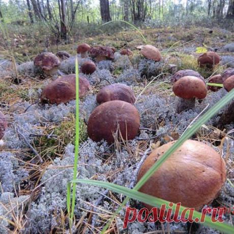 Как сеять грибы