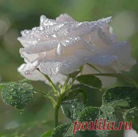 (17) Одноклассники