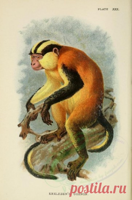 mammals-00035 - ERXLEBEN'S GUENON