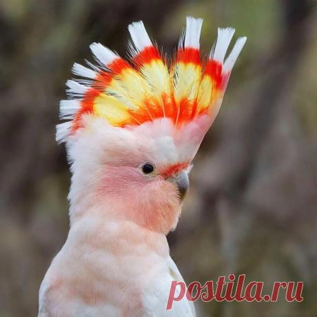 Какаду инка