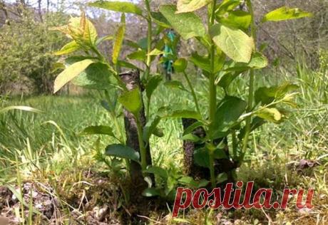 Как избавится от поросли вишни и сливы? В старых садах у деревьев вишен и слив появляется нежелательная поросль. Деревья плодоносят нормально, но поросль лезет к соседям, особенно после перекопки почвы или на соседний вспаханный участок. Ча…