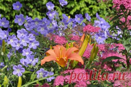 Весенние советы специалиста - Сад для всей семьи - практическое садоводство