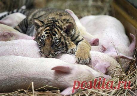 странные парочки