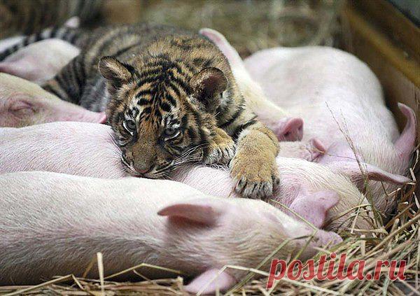 странные парочки