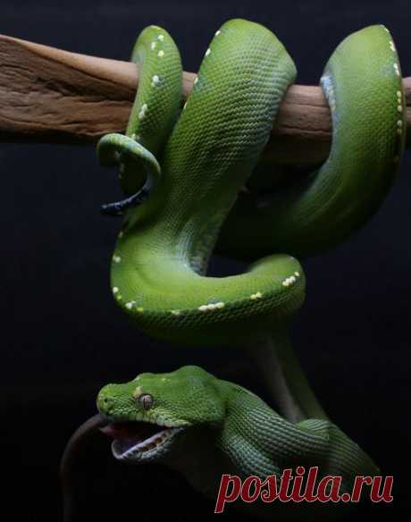 BEAUTY OF WILDLIFE: Awesome Collection Of World Best Reptile and Bugs Photography and Photos Of The Day (Part2)
