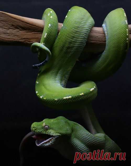 BEAUTY OF WILDLIFE: Awesome Collection Of World Best Reptile and Bugs Photography and Photos Of The Day (Part2)