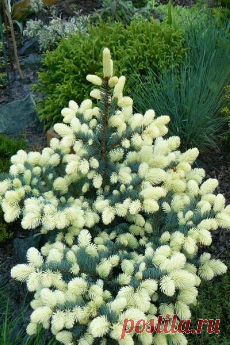 5 необычных сортов хвойных деревьев, чьи названия не все знают, но очень хотели бы посадить у себя | Копилка идей для дома и сада | Яндекс Дзен