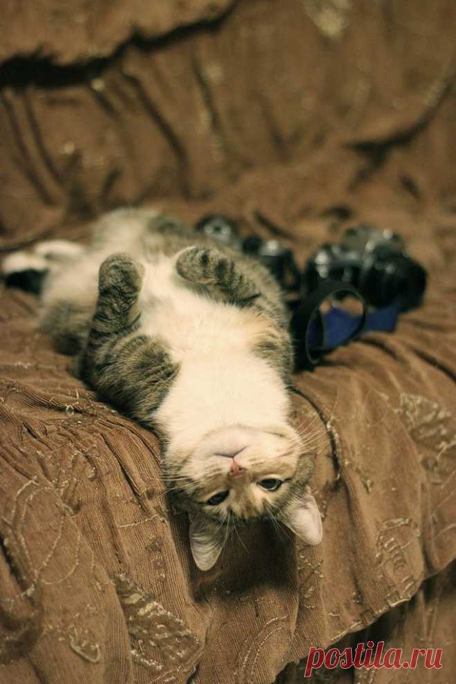 Oh, kitty.